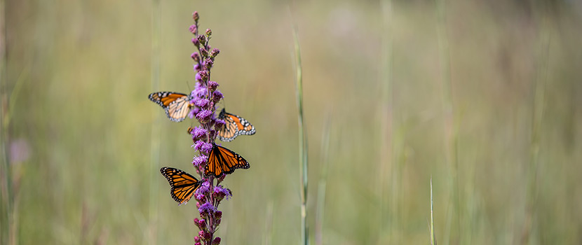 four monarch butterflies on a purple flower in the prairie