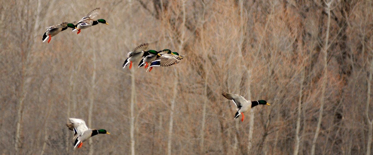 Several mallard ducks fly through the air preparing to land. Trees are in the background.