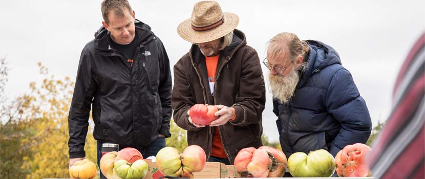 Three men look at large tomatoes on a table.