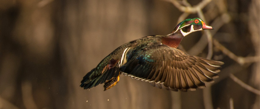 A wood duck flying near a wooded area.