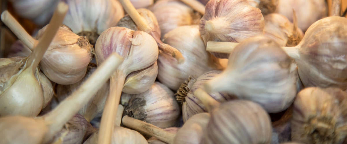 a pile of whole garlic heads.