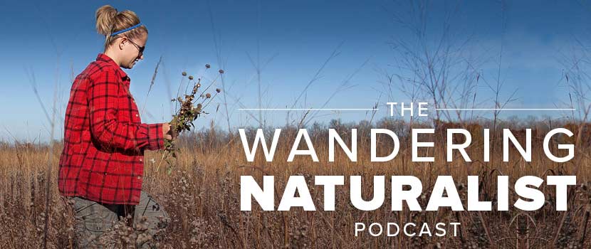 A woman in a red flannel shirt collect plants in a prairie. Text on the image says The Wandering Naturalist Podcast.