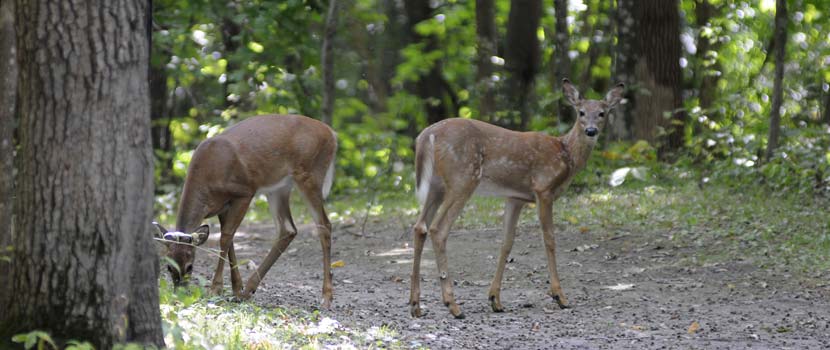 A deer and a fawn stand on a wooded trail.