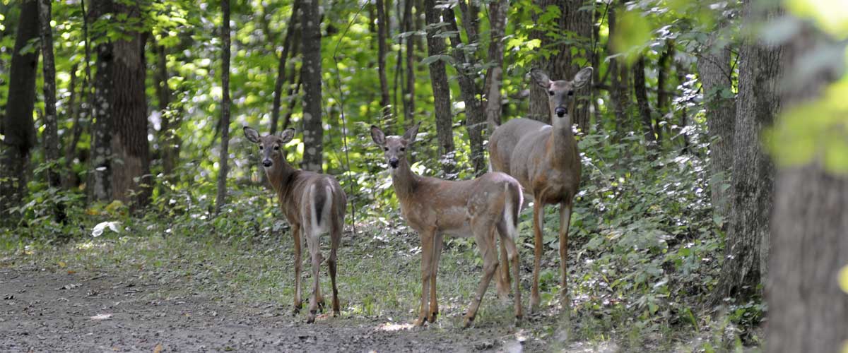 A family of deer on a wooded trail look back at the camera.