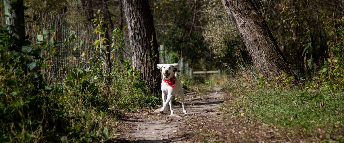 A yellow lab with a ball in its mouth runs down a dirt path alongside a fence.