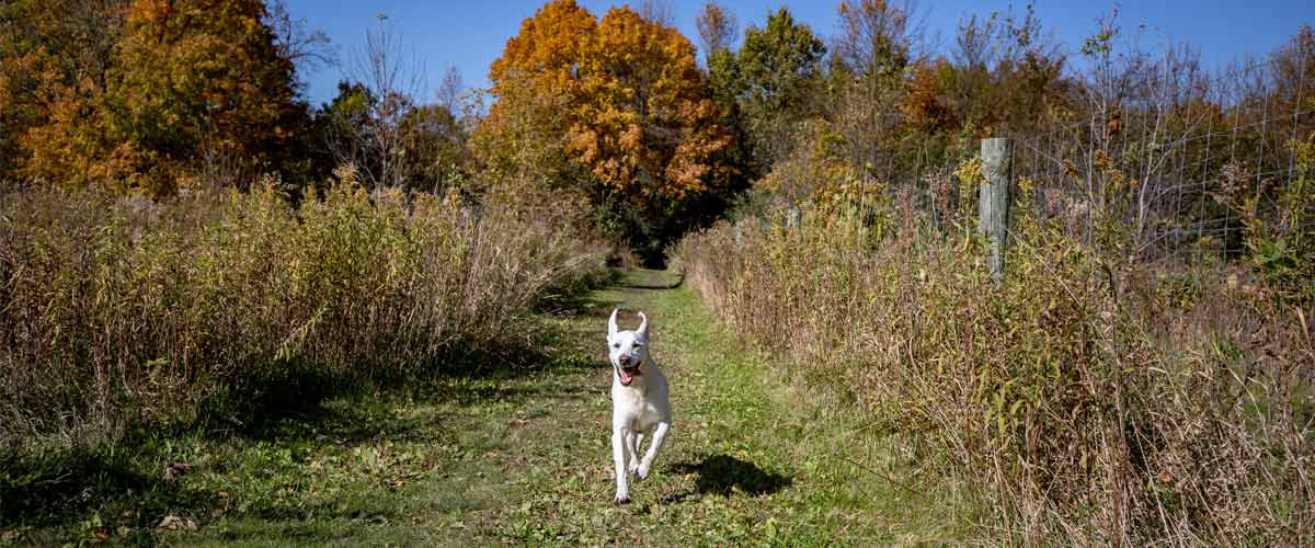 A yellow lab runs toward the camera down a grassy trail in the fall.