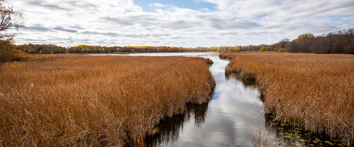 A path of water cuts through tall orange grasses before opening out to a lake in the fall.