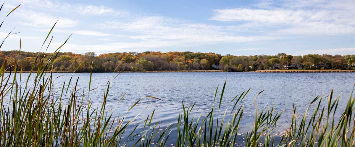 A lake framed by cattails in the foreground and a shoreline of colorful trees in the fall. 