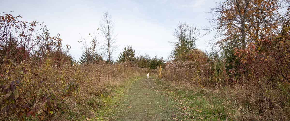 A dog runs away from the camera down a grassy path in the fall.