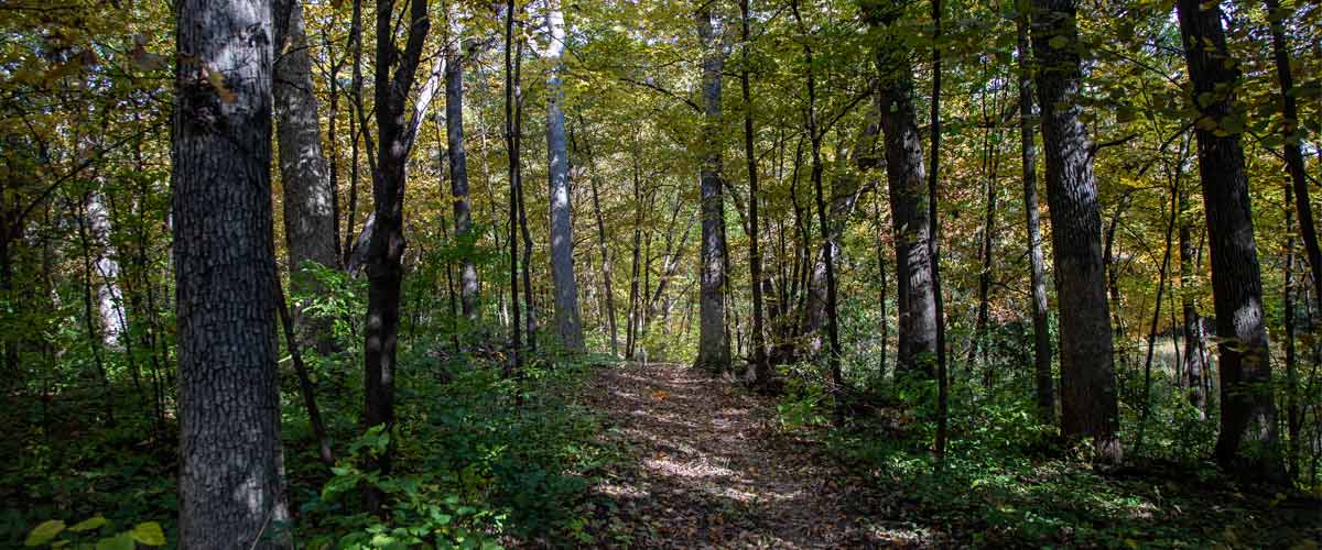 A dirt path cuts through the woods.