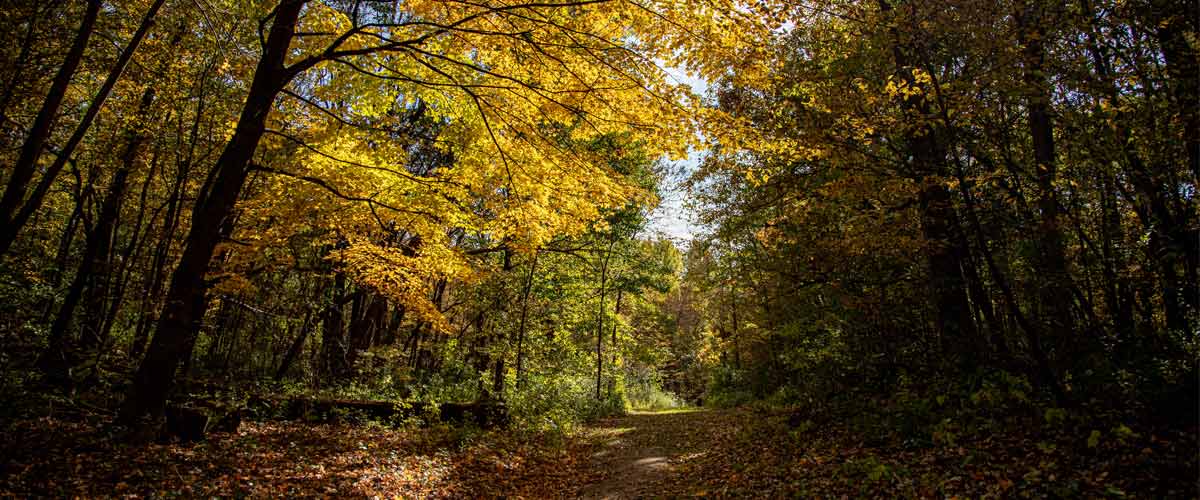 A wooded, leaf-covered trail in the fall. 