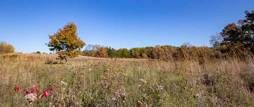 A prairie edged by a stand of trees in the fall.