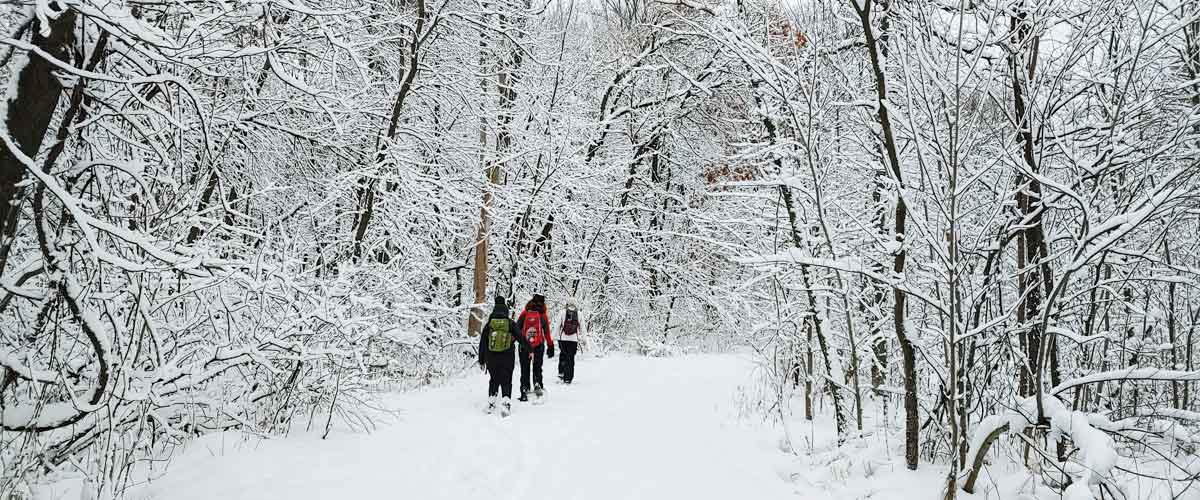 Three people snowshoe down a snow-covered trail through the woods.