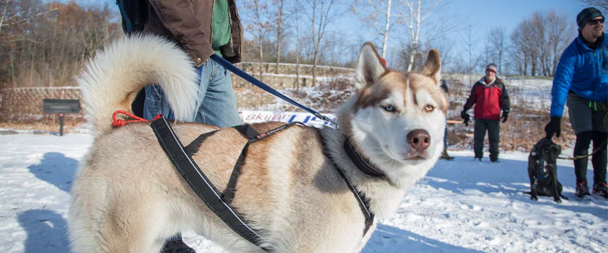 A husky in a harness stands among people in a picnic area in the winter.