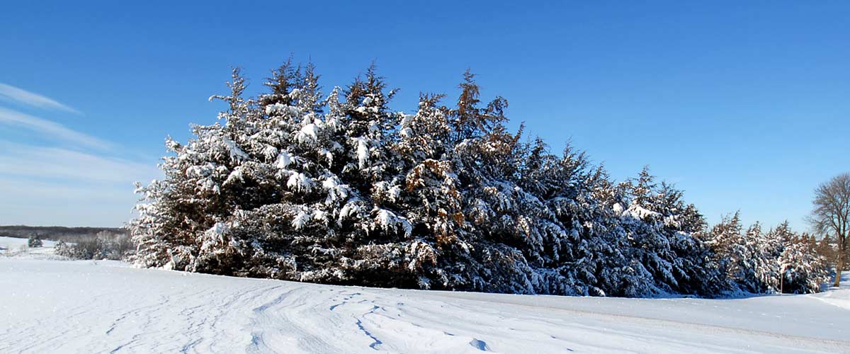 A cluster of evergreens in a snowy field.