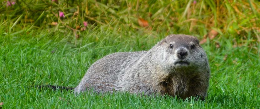 A groundhog in the grass looks straight at the camera.