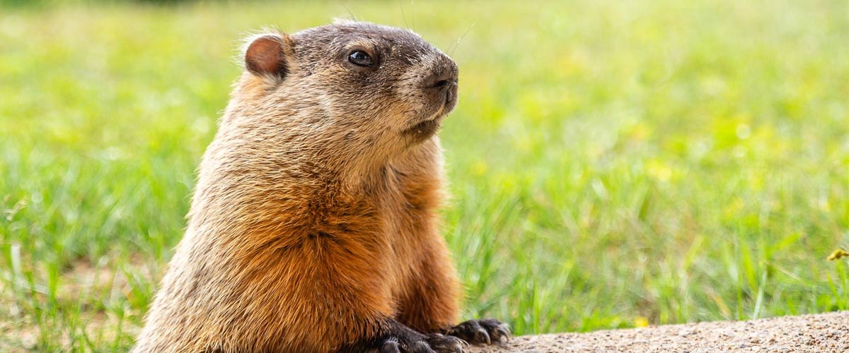 A close-up image of a groundhog standing on its hind legs and resting its front legs on a cement block.