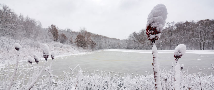 snow landscape of a pond