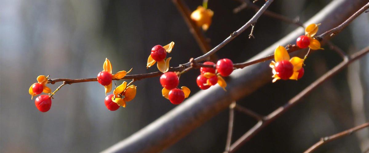 berries on an oriental bittersweet vine