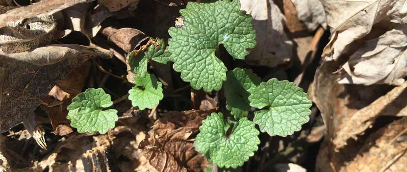 A garlic mustard plant rosette with 5 leaves.
