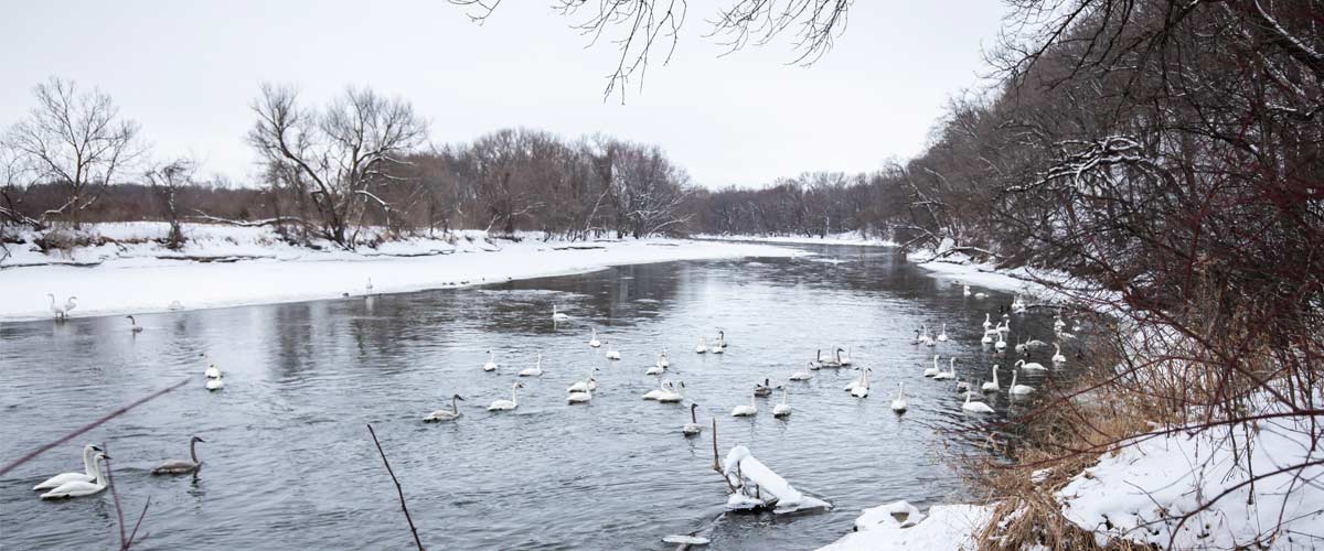 A group of trumpeter swans gathers on a river surrounded by snow-covered banks.