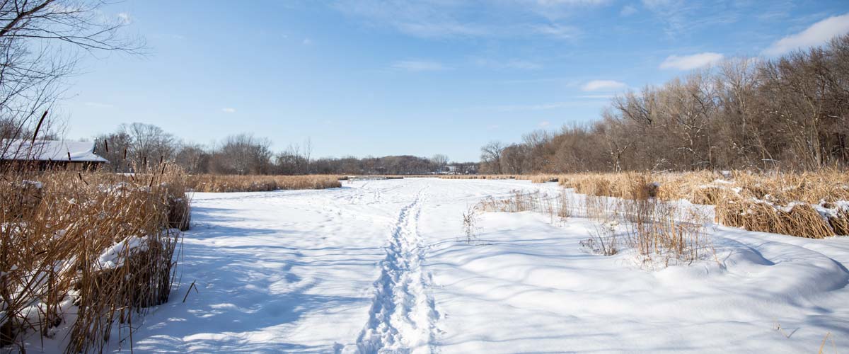 Snowshoe trails lead through a snowy marsh area.