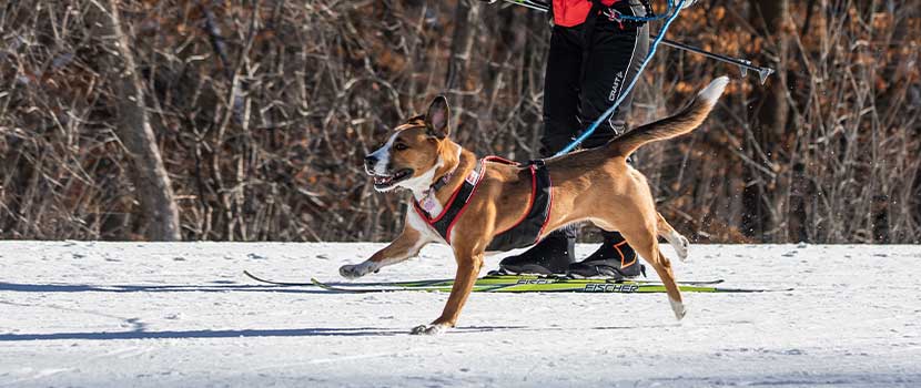 dog and handler skijoring