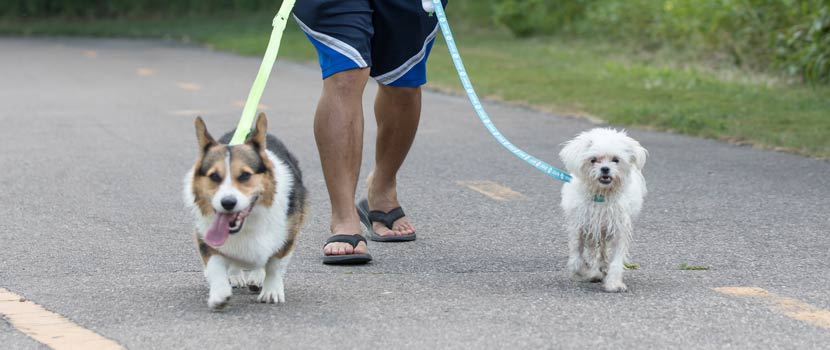 A man walks two dogs on leashes on a paved trail.