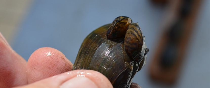 Two small mussels cling to a larger mussel.