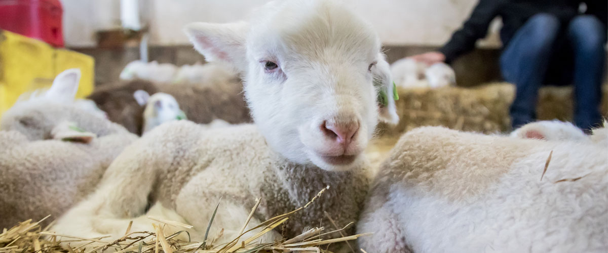 A baby lamb lays down in hay.