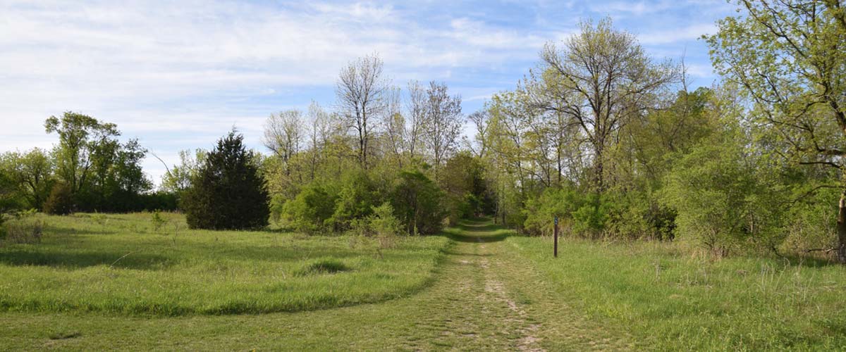 A grassy trail opens up into a grassland area.