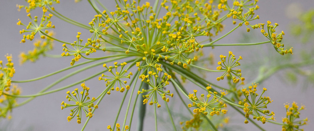 A cluster of small yellow dill flowers protruding from a common stem. 