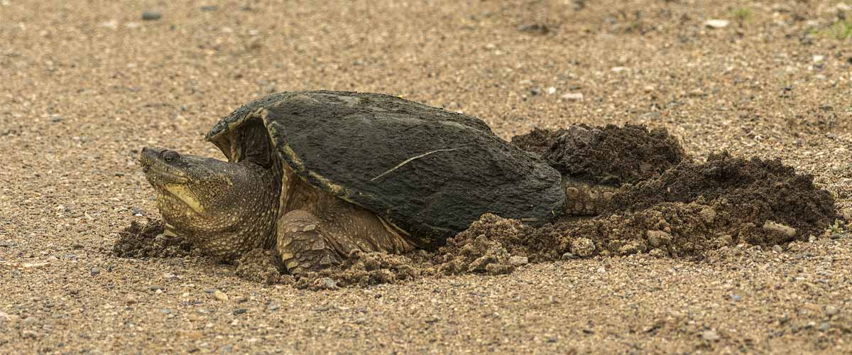 A large snapping turtle digs in the sand.