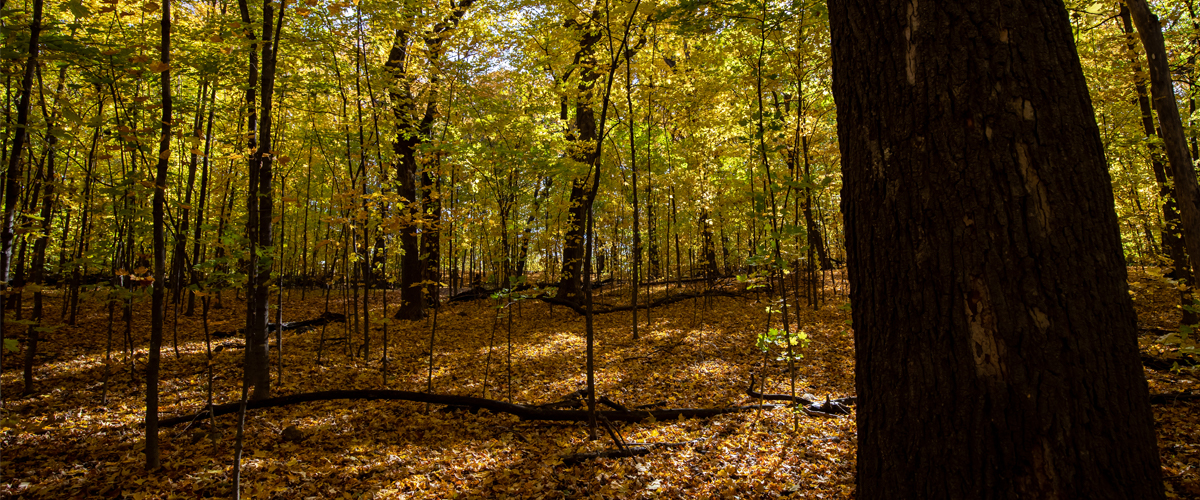 A shaded forest floor is covered in orange and gold leaves in the fall.