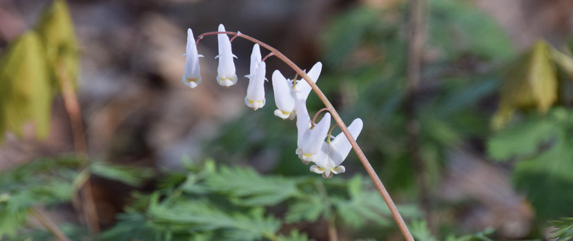 Small white flowers that look like small pairs of pants dangle from a single stem.