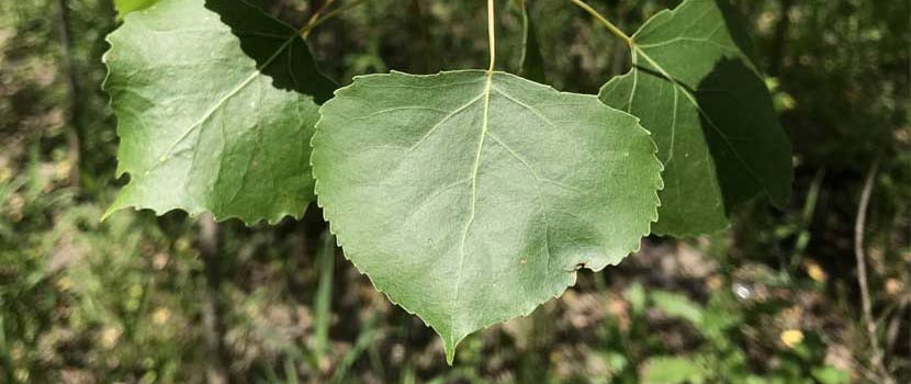 Three triangular cottonwood leaves. 