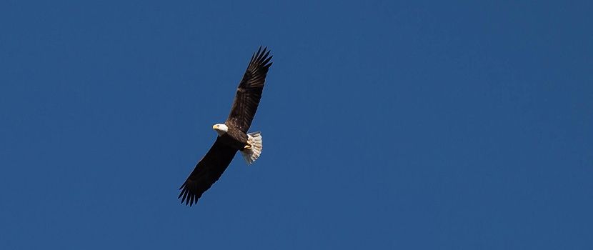 A bald eagle soars across a blue sky.