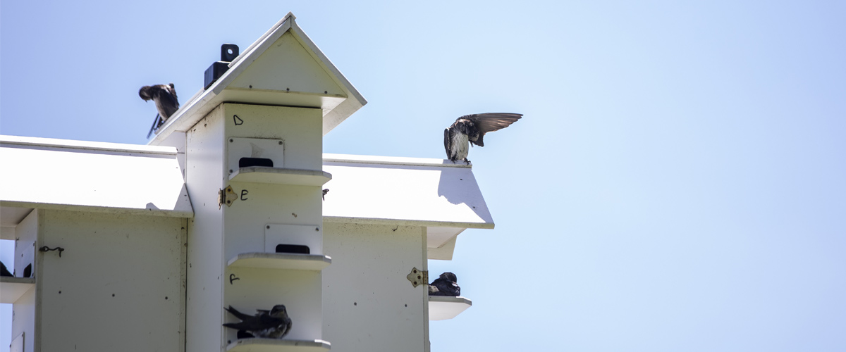 Several purple martins are perched around a large white martin house.