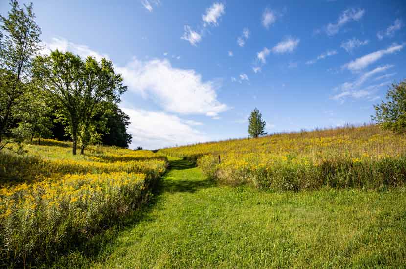 A grassy mowed trail cuts through a prairie area on a blue sky day.