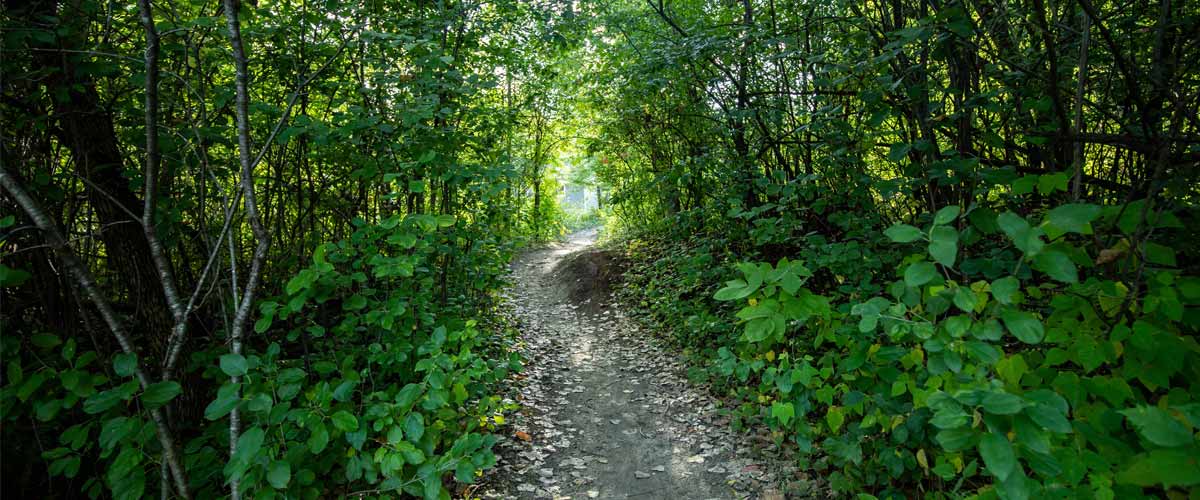 A narrow dirt path cuts through dense, lush forest in the summer.