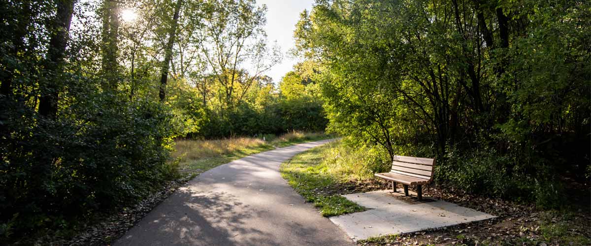 A bench sits alongside a paved trail lined with tall trees. 
