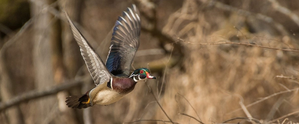 A wood duck flies in front of a grassy area.