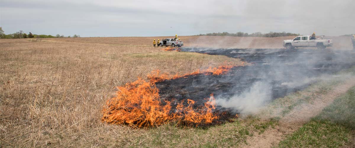 Flames travel across a prairie as Three Rivers carries out a prescribed burn.