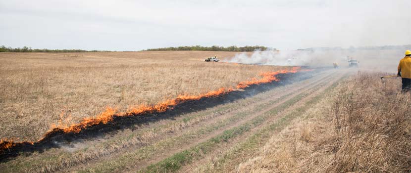 Flames travel across a prairie as Three Rivers carries out a prescribed burn.