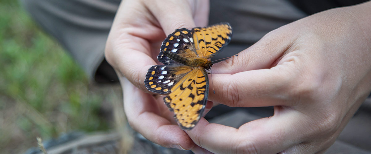 A black and orange butterfly with white speckles rests on human hands.