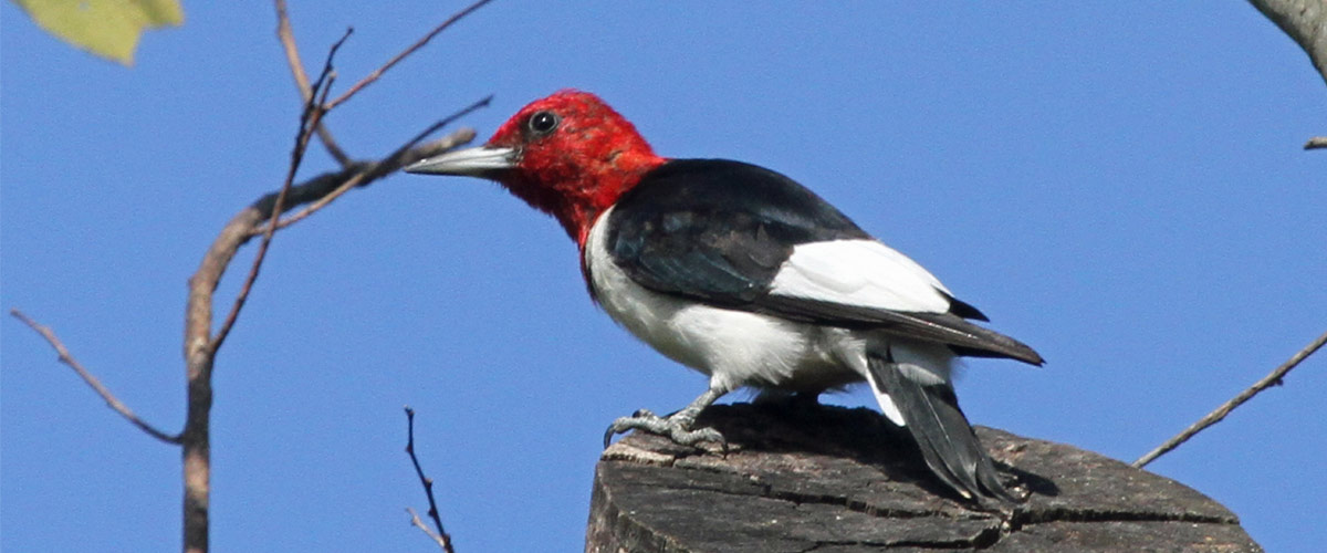 A red-headed woodpecker perches on a tree stump against a blue sky.