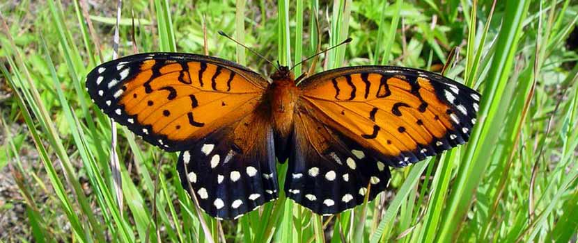 A large orange and black butterfly - a regal fritillary - rests with its wings spread on grass.
