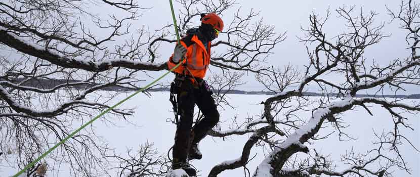 A man uses a rope and harness stands on a tree branch for tree pruning.