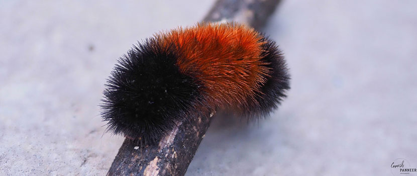A woolly bear caterpillar rests on a stick.