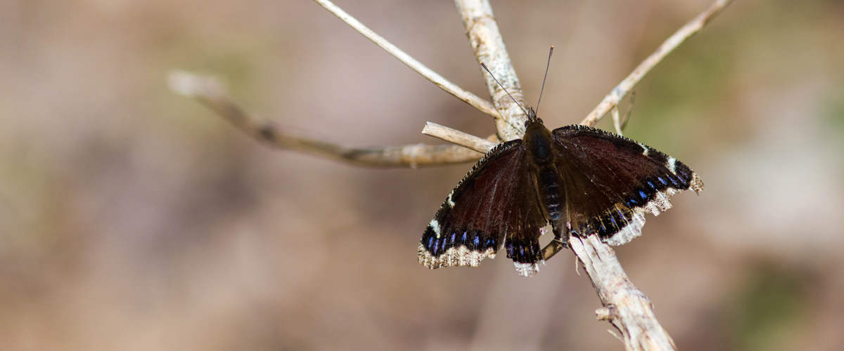 A mourning cloak butterfly rests on a branch.